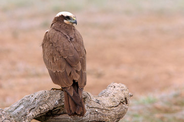 Western marsh harrier. Circus aeroginosus