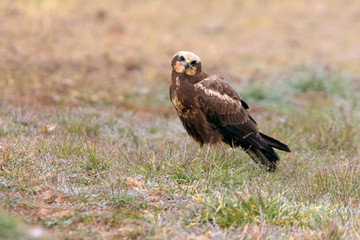 Female of Western marsh harrier, Circus aeroginosus
