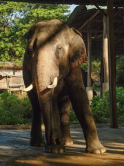 Fototapeta premium Portrait front face of cute elephant, Mae Taman Elephant Camp, Mae Tang District, Chiang Mai, northern of Thailand.