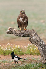Common buzzard. Buteo buteo