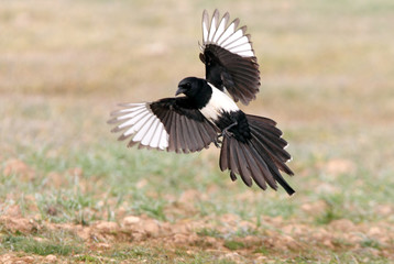 Common magpie, Pica pica, pica
