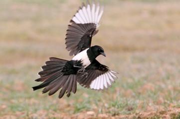 Common magpie, Pica pica, pica