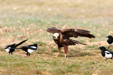 Western marsh harrier. Circus aeroginosus