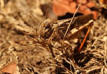 Brown grasshopper camouflaged against the dry vegetation.