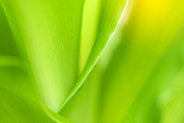Closeup of nature leaves green blur. In the spring Under the morning light. Use as background and wallpapers.