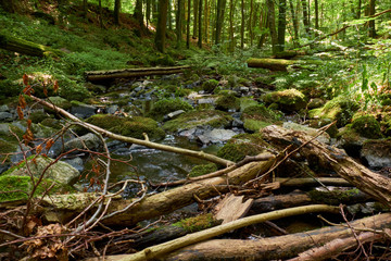 Am Bauersberg, Biosphärenreservat Rhön, Bischofsheim a.d.Rhön, Landkreis Rhön-Grabfeld, Unterfranken, Franken, Bayern, Deutschland.