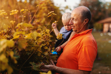 Grandfather holding his grandson and picking grapes while standing in vineyard at autumn.