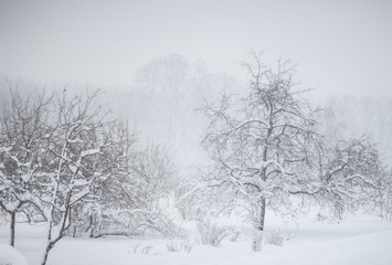 Obraz na płótnie Canvas Showfall and Fog effect Beautiful Winter landscape scene background with snowfall Beauty winter backdrop Snowy forest Branches with snow Winter pattern or background.