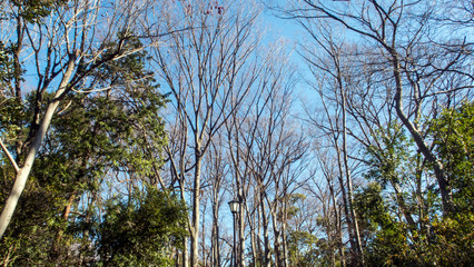 Obraz premium 公園と林