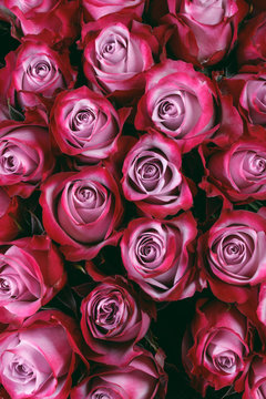 Pink roses flower background