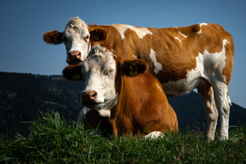 2 Kühe