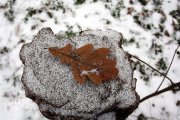 Dry oak leaf on a snow covered stump