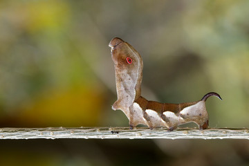 Image of brown caterpillar on branch on natural background. Worm. Insect. Animal.