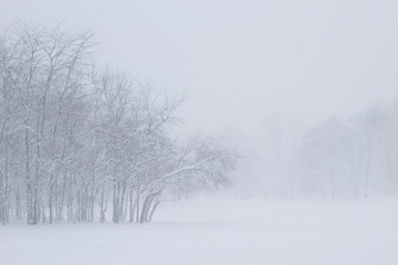 Fototapeta na wymiar Showfall and Fog effect Beautiful Winter landscape scene background with snowfall Beauty winter backdrop Snowy forest Branches with snow Winter pattern or background.