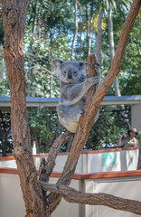 Koala in a tree