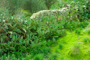 Obraz premium Rock with cacti and pedestrian walkway on top