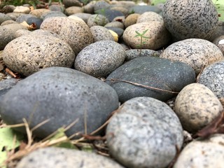 Fototapeta na wymiar Pebbles close up home landscaping