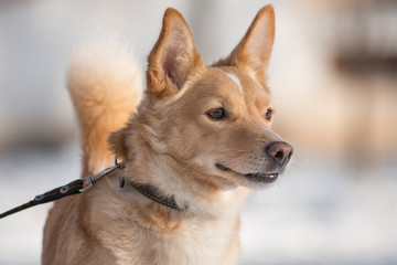 portrait, close-up of a red dog
