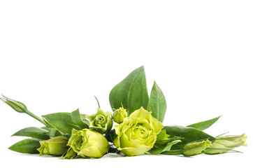 bouquet  of  green roses lying on white background