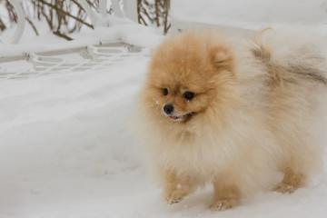 the beautiful little spitz-dog walks on snow in the park in winter day