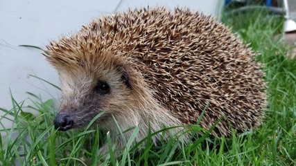 hedgehog in grass