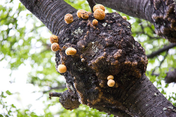 Fungus on a tree