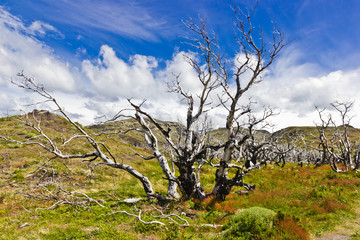 Burned trees in Torres del Paine national parc