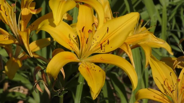Lily yellow with dots in the summer garden 