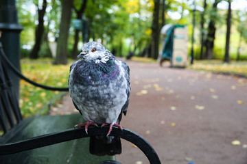 pigeon on wire