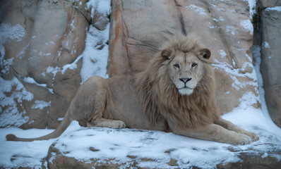 Naklejka premium Lion at Mink Zoo