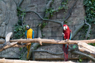 Parrots at Minsk Zoo © jockew1989