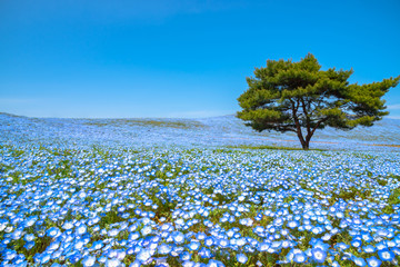 Mountain, Tree and Nemophila (baby blue eyes flowers) field, blue flower carpet, Japanese Natural...