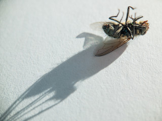Dead fly on the white
