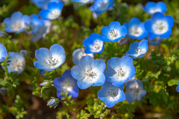 Fototapeta na wymiar Nemophila (baby blue eyes flowers), flower field, blue flower carpet