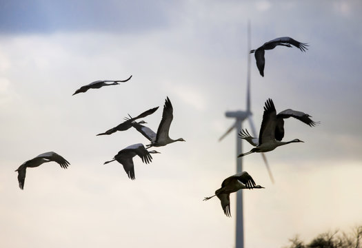 Cranes fly near a wind turbine