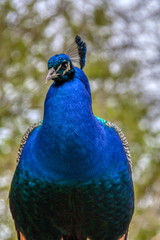 Fototapeta premium Cirencester UK