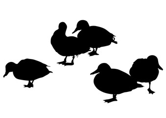 Wild ducks flock on white background