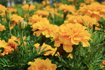 Naklejka na ściany i meble Close up Orange flowers background in garden