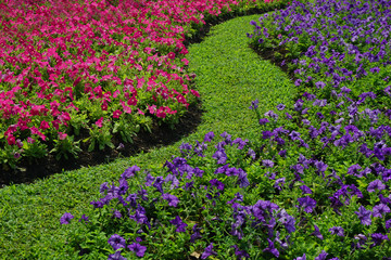 Field flowers in garden for background