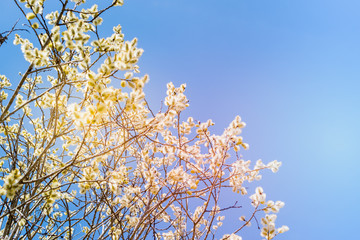 Spring branches of willow