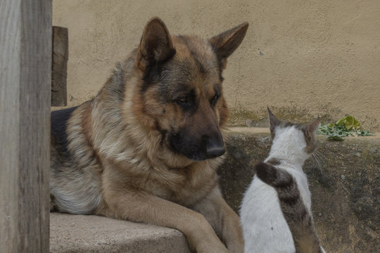 Mirada de un perro pastor alemán a un gato
