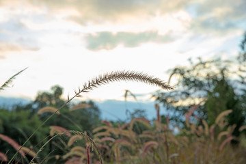 Summer little iron weed, focus selective