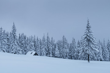 A calm winter scene. Firs covered with snow stand in a fog. Beautiful scenery on the edge of the forest. Happy New Year