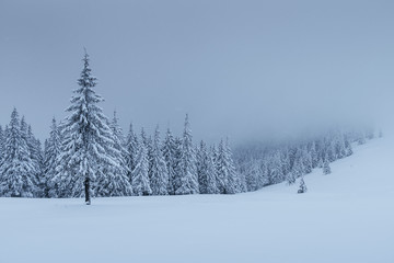 Obraz premium A calm winter scene. Firs covered with snow stand in a fog. Beautiful scenery on the edge of the forest. Happy New Year