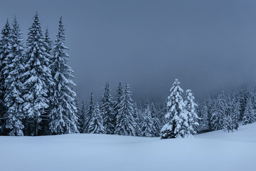 A calm winter scene. Firs covered with snow stand in a fog. Beautiful scenery on the edge of the forest. Happy New Year