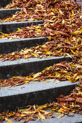 stairway covered with fallen leaves