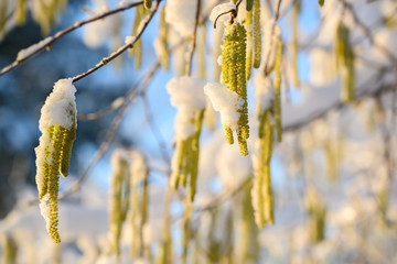 hazel catkins (Corylus avellana) with snow on a sunny winter day, blue sky in the background, copy space - obrazy, fototapety, plakaty