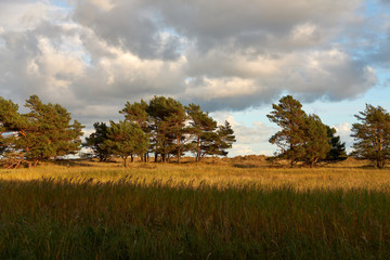 .Abend am Darßer Ort an der Ostsee in der Kernzone des Nationalpark Vorpommersche Boddenlandschaft am Darßer Weststrand, Mecklenburg Vorpommern, Deutschland.