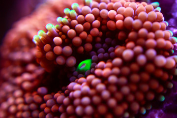 Ricordea orange colorful mushroom polyp coral in reef tank
