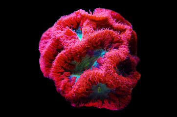 Blastomussa LPS colorful Coral - Blastomussa wellsi  - obrazy, fototapety, plakaty
